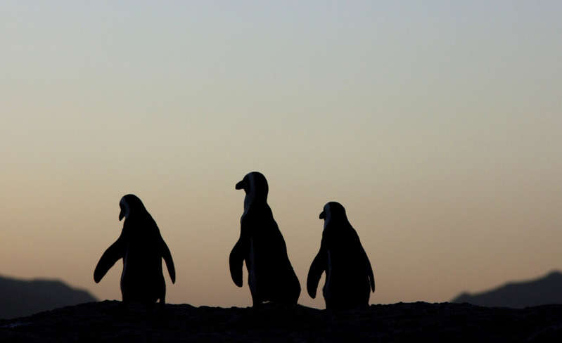 Más de 60 pingüinos mueren en Sudáfrica por picaduras de abeja