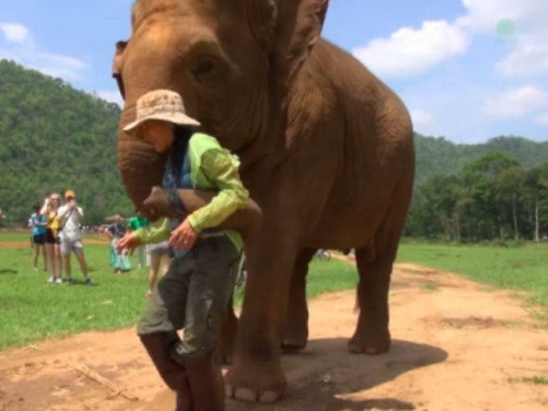 Elefante aparta a su cuidadora de las personas para que le cante