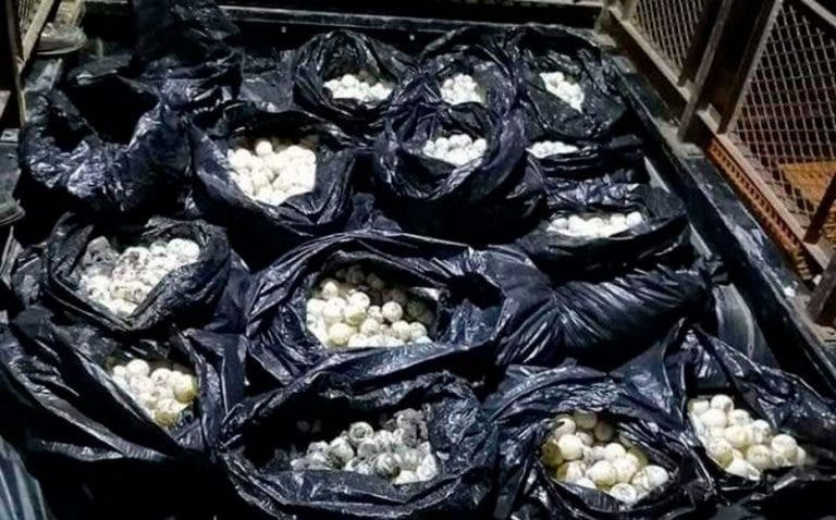 Detienen a tres sujetos con 30 mil huevos de tortuga marina