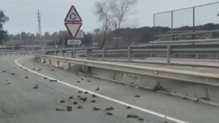 Aparecen decenas de pájaros muertos en carretera de España