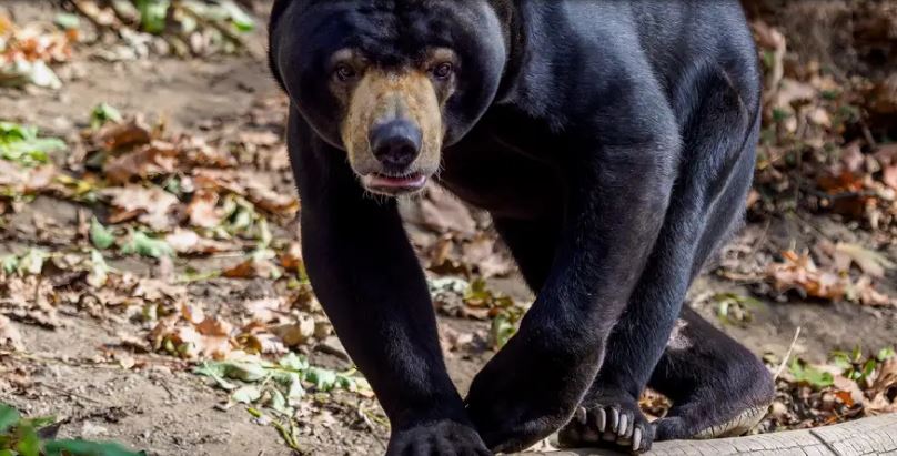 Zoológico chino niega que sus osos sean humanos disfrazados