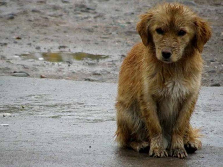 ¡Vaya ayuda! Donan a albergue de perros comida con veneno; murieron 17