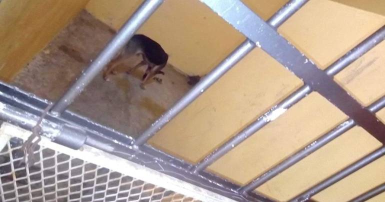 Por morder, alcalde en Oaxaca encarcela y deja morir de hambre a un perro