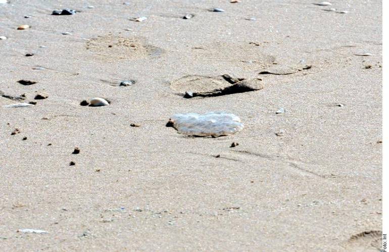 Aumentan casos de quemaduras por medusas