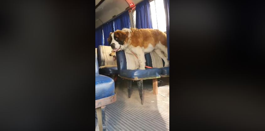 Existe un bús de transporte escolar ¡pero para perros!