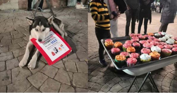 Un perrito vende “cupcakes” para pagar sus quimioterapias