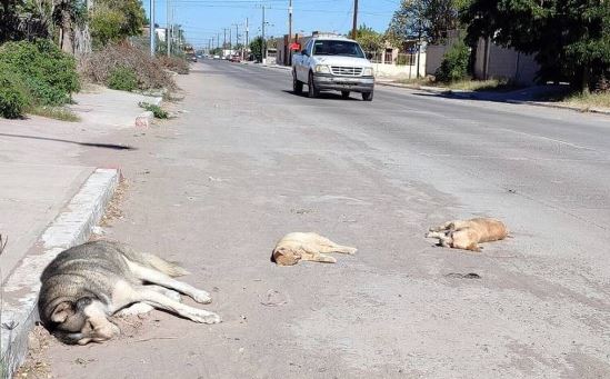 CDMX: Darán 10 años de cárcel a quienes envenenen a perros y gatos