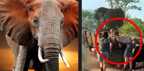Enorme elefante se lanza contra camioneta de turistas en safari
