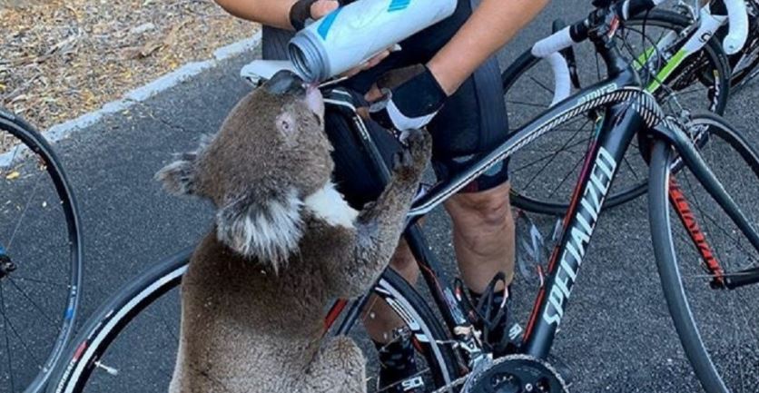 VIDEO: Koala sediento detiene a una ciclista para que le de agua