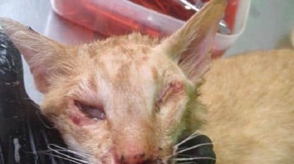 En Change.org piden tu firma para poner alto a la crueldad animal en Yucatán