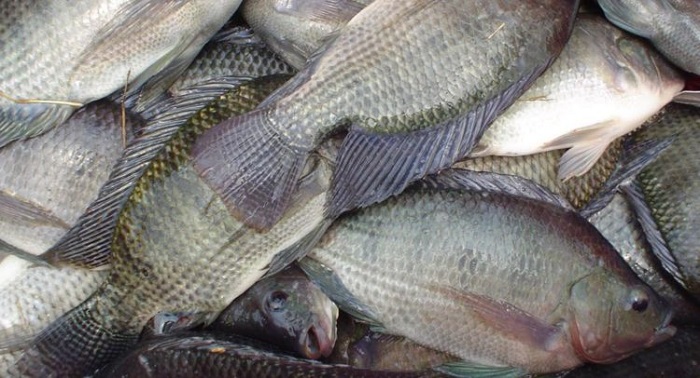 Yucatán: Primer caso de desove de pez mero en cautiverio