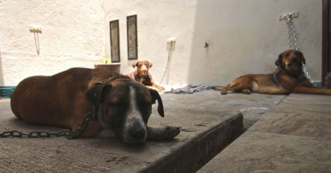 México: Sancionarán a quien organice peleas entre un perro y cualquier otro animal