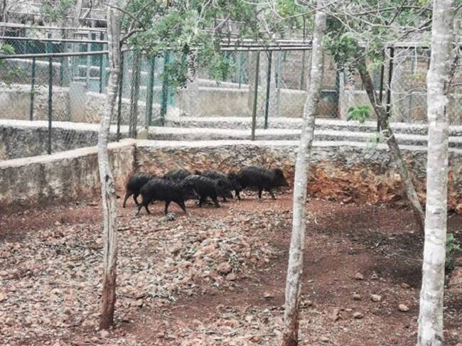 Valladolid: Nuevos inquilinos temporales en Vallazoo; pecaris de labios blancos