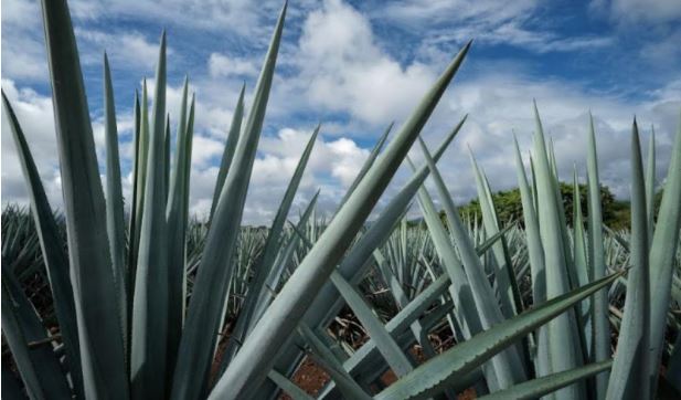 Presentan queja contra México en el marco del T-MEC por cultivo masivo de agave