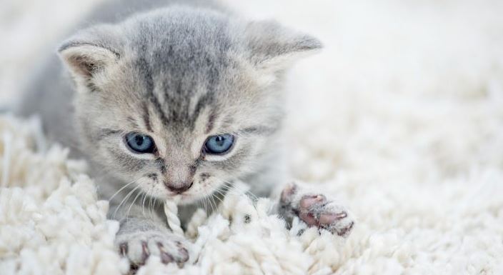 ¿Por qué los gatos amasan?: esto se explica en NatGeo
