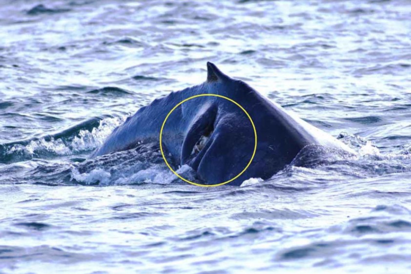 Ballena bebé queda herida tras ser embestida por un barco en Cabo San Lucas