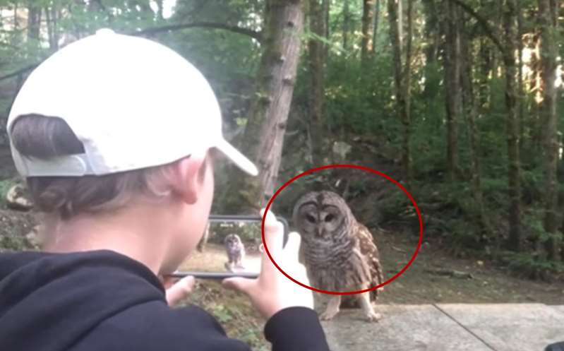 VÍDEO: Niño de 13 años tiene increíble encuentro cercano con un búho