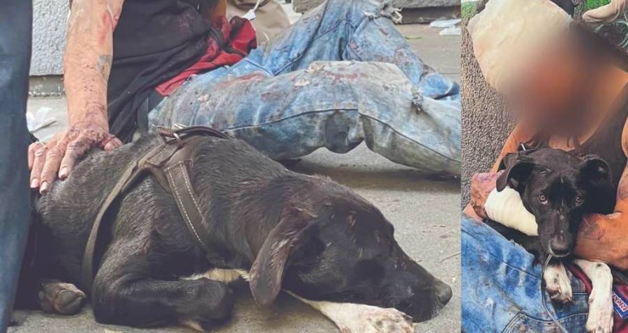 CDMX: Hombre defiende con su vida a su perrita