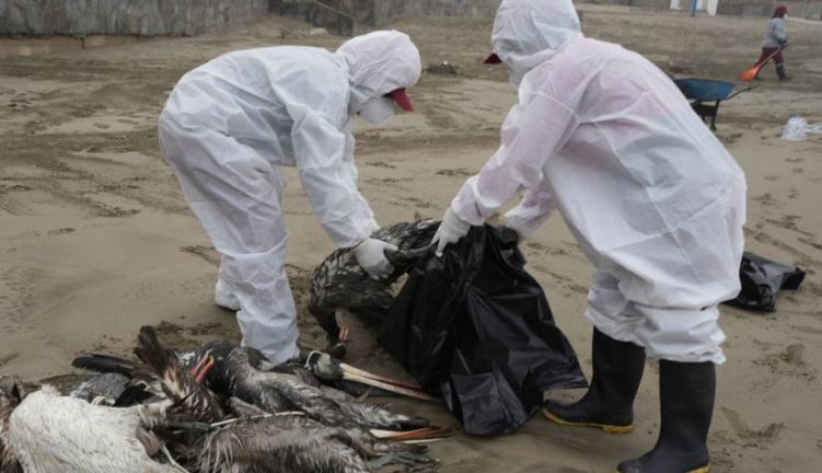 Emiten alerta por nueva pandemia: La gripe aviar H5N1
