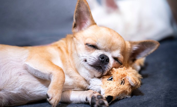 Un Chihuahua obtiene Récord Guiness como "El perro más viejo del mundo"