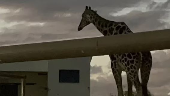 Preocupa salud de jirafa por el frío intenso en Ciudad Juárez; no tiene donde guardarse