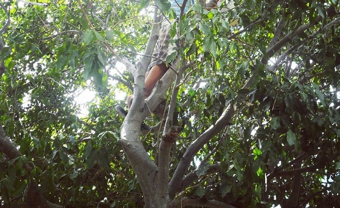 Policías de Mocochá evitan suicidio en un árbol de huaya