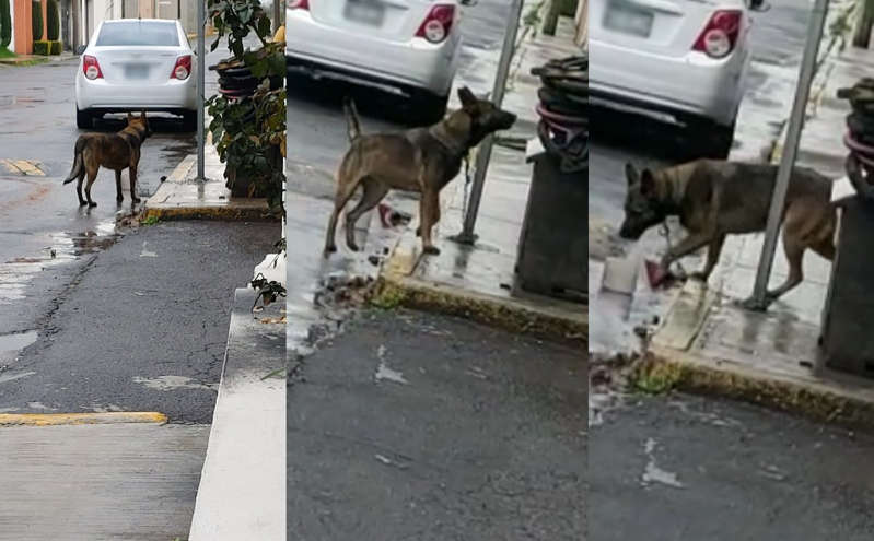 Denuncian a dueños de perrito en Toluca por mantenerlo encadenado