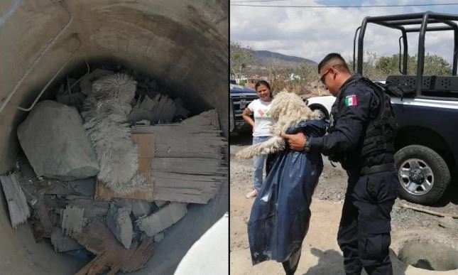 Michoacán: Rescatan un perro atrapado en alcantarilla