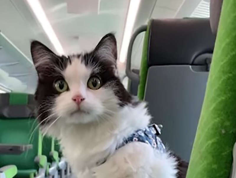 (VÍDEO) Gato viaja cinco horas en tren y su dueña graba todo el recorrido