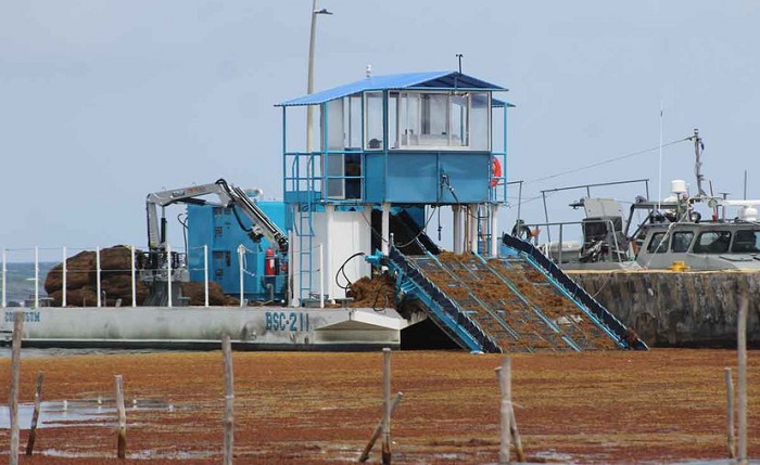 Chetumal: Sargazo invade las playas de Mahahual