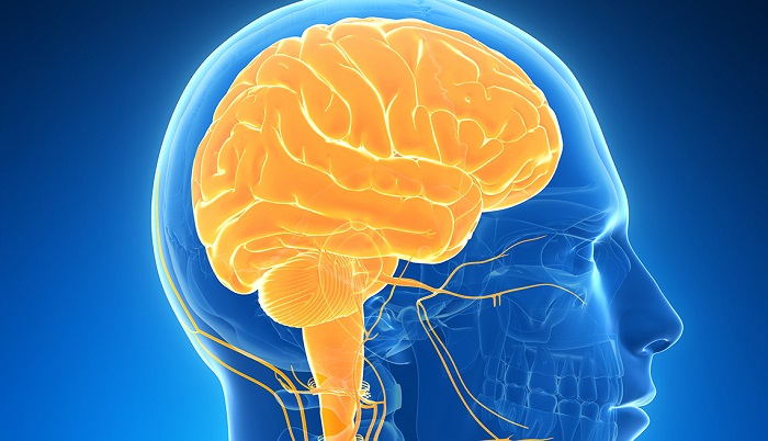 Así es como el coronavirus llega al cerebro y estos son los daños que causa