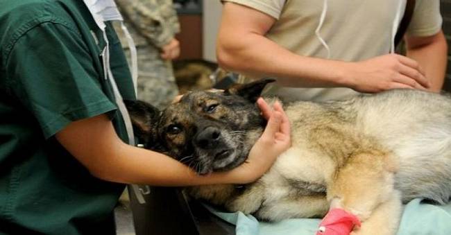 Rara enfermedad mata a decenas de perros; veterinarios no encuentran la causa