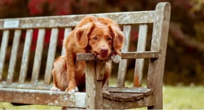 Perrita lleva un año afuera de la cárcel esperando a que su dueño salga