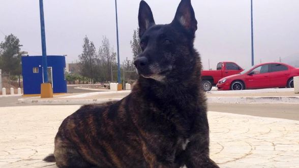 Delincuentes amenazan de muerte a perros antinarcóticos