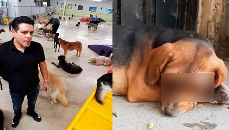 Empleados de diputada de Morena en Puebla sacaron los ojos a perro, acusa activista