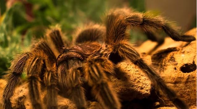 Hallan fósil de araña gigante en Australia: Tiene más de 16 millones de años