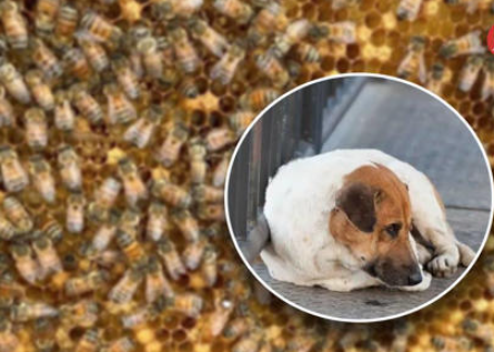 Anciano muere al tratar de rescatar a su perrito de enjambre de abejas