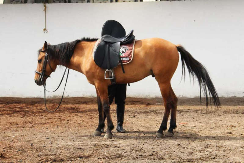 Argentina: Drogan a caballo para ganar carrera, pero muere; imputan a dueño y jinete