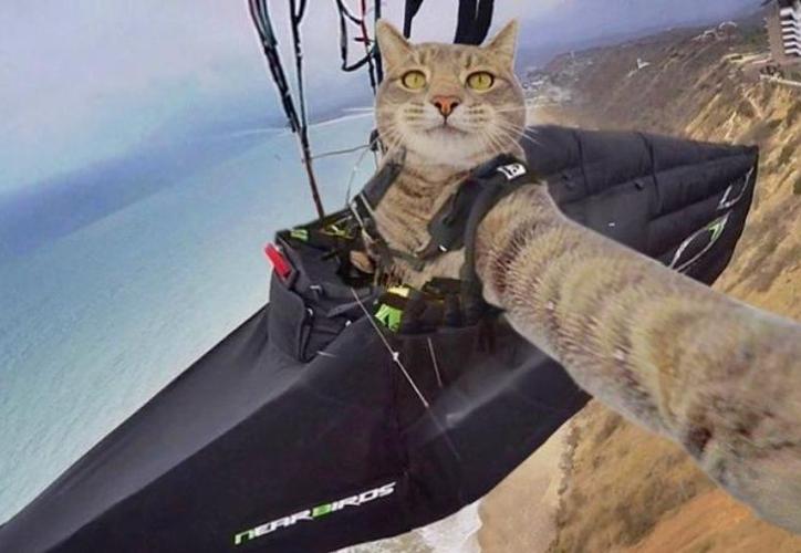 ¡Este gato es genial! Tiene las mejores selfies de Instagram