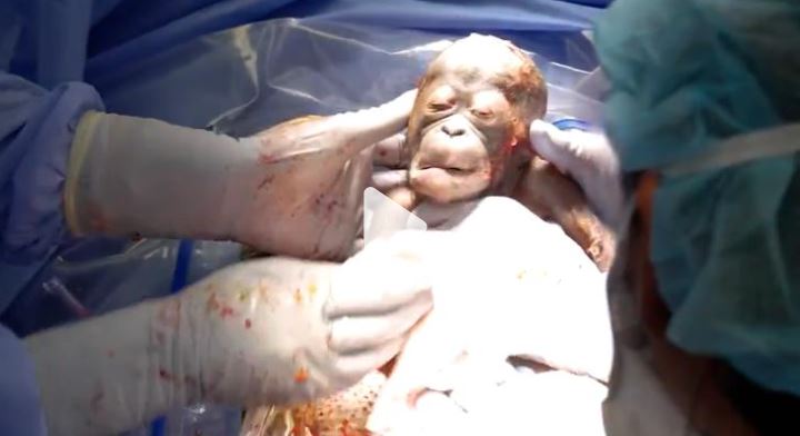Emocionante nacimiento de una bebé orangután en peligro de extinción