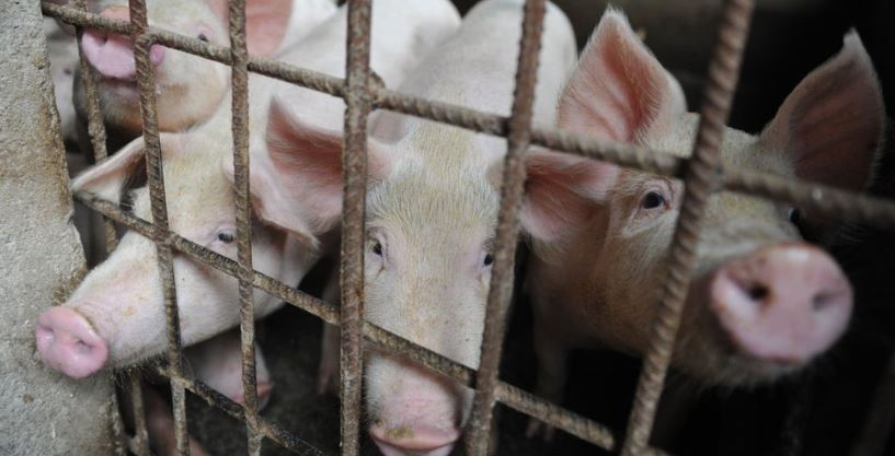 Qué hacer frente al virus porcino con "potencial pandémico" detectado en China