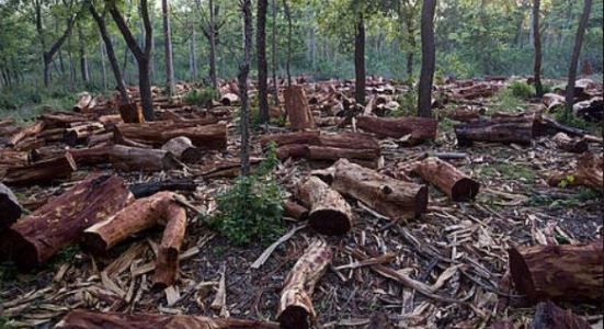 De última hora firma México el compromiso global para combatir la deforestación