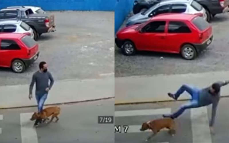 (Vídeo) Perro "arrolla" a hombre en la calle y video desata memes