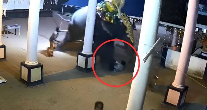 (VÍDEO) India: Elefante aplasta y mata a hombre durante función en vivo