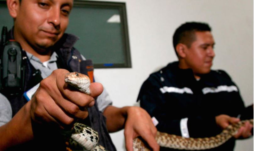 Hidalgo: Abuela de 60 años muere por mordedura de serpiente