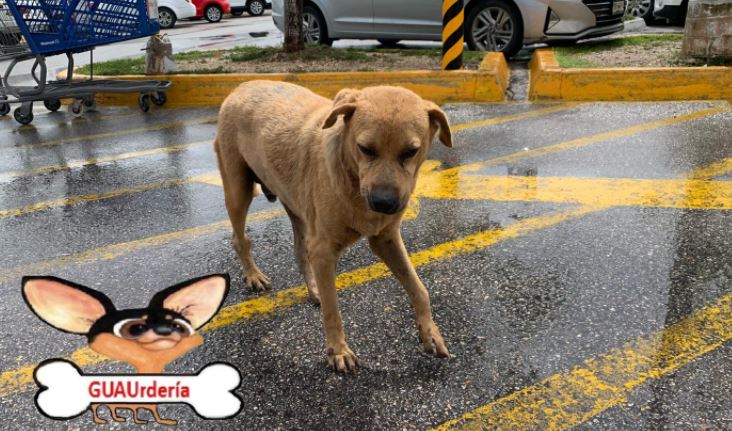 Mérida: Vecinos rescatan de la perrera a un can discriminado por su aspecto