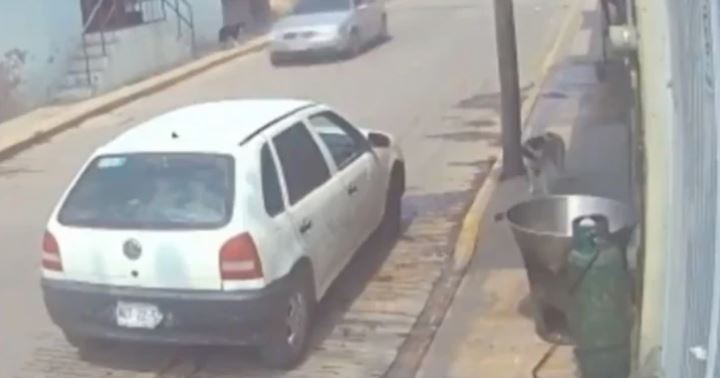 (VÍDEO) Sujeto desalmado tira a perrito a un cazo con aceite hirviendo en Tecámac
