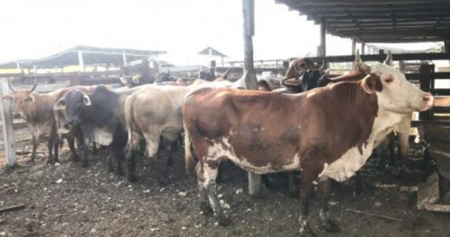 Dos sujetos vinculados a proceso por robar ganado en rancho de Tizimín