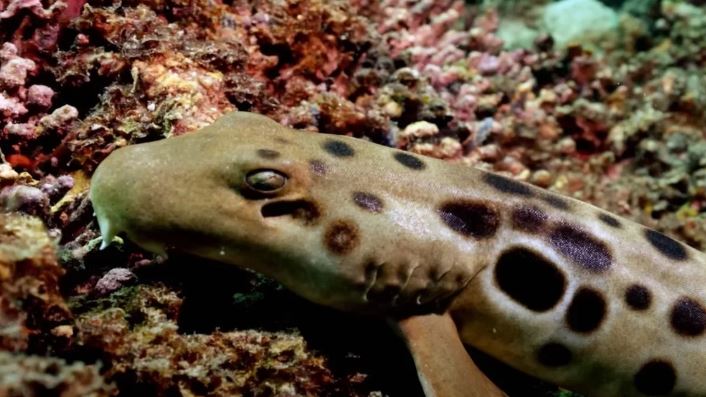 Científicos hallan especie de tiburón ¡capaz de caminar!