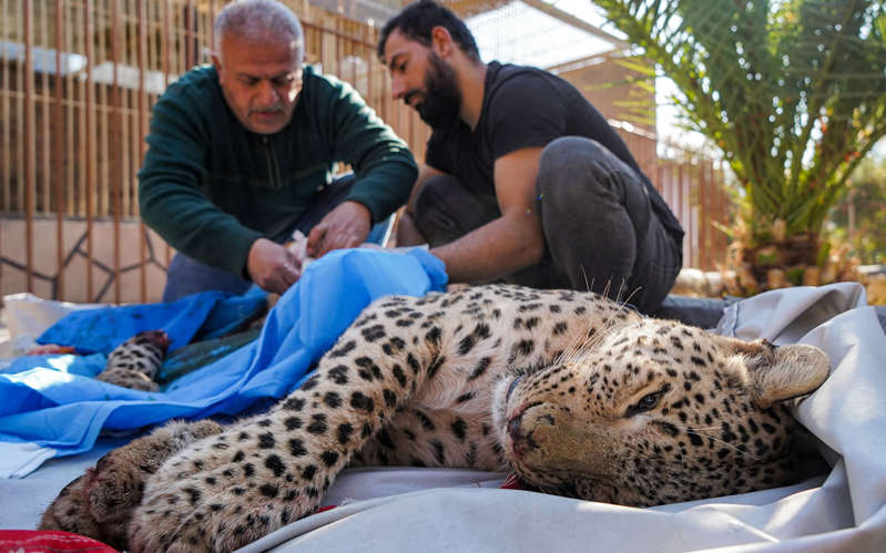Amputan a leopardo persa, en peligro de extinción, por comer ovejas de un pastor